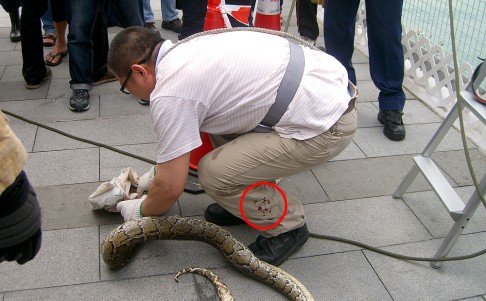 Blood was noticeable on the snake catcher's left leg after the python bit him. Photo: Angie Scott Blood was noticeable on the snake catcher's left leg after the python bit him. Photo: Angie Scott