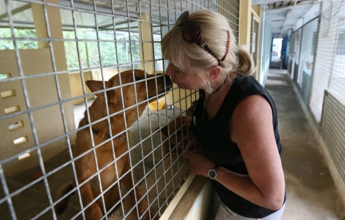 The shelter needs funding to pay the rent and to move into a new facility or the dogs face being put down. Photo: Nora Tam