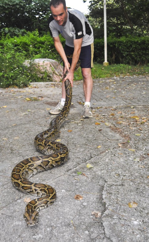 William Sargent rescues a Burmese python on Lantau.