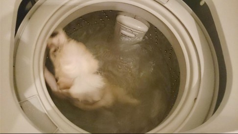 Struggling: The trapped dog attempts to keep his head out of the water. Photo: SCMP