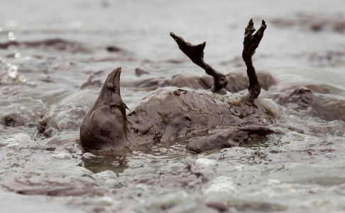 A bird covered in oil flails at East Grand Terre Island along the Louisiana coast in 2010. Photo: AP