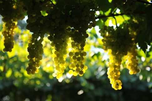 Throughout the Soave area, the garganega is the principal grape variety.