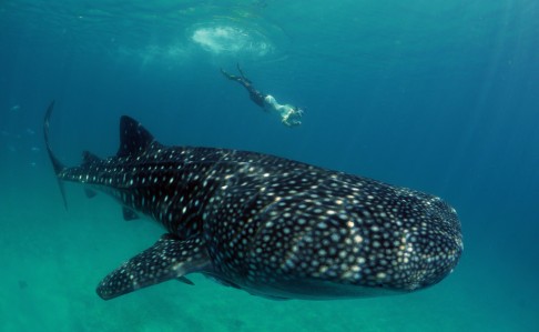 A free-diver gets close to a whale shark in Oslob, Philippines. A free-diver gets close to a whale shark in Oslob, Philippines.