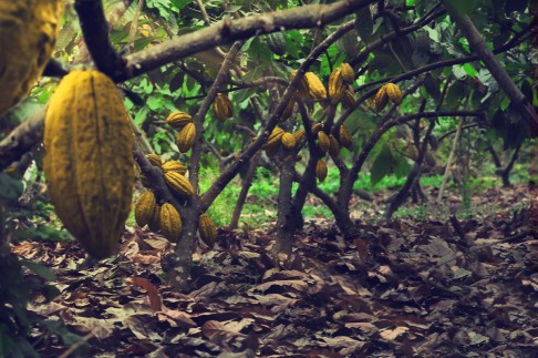 One of To'ak's cacao farm. Co-founder Carl Schweizer says the brand wants to give connoisseurs of chocolate the privilege of exploring something sublime and timeless.