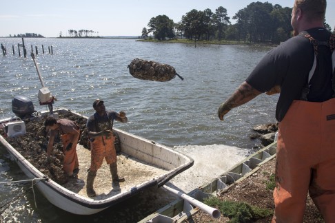 Workmen at the Rappahannock Oyster Company in Virginia hauling oysters. The company is experimenting with oysters of different ages.